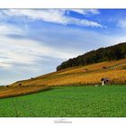 Die Weinberge in Siblingen...