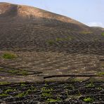 Die Weinberge Lanzarotes