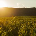 Die Weinberge Niederösterreichs ;)