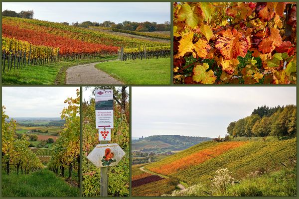 die Weinberge rund um Neipperg