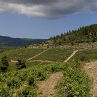 Die Weinberge von Porto Carras