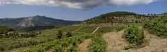 Die Weinberge von Porto Carras