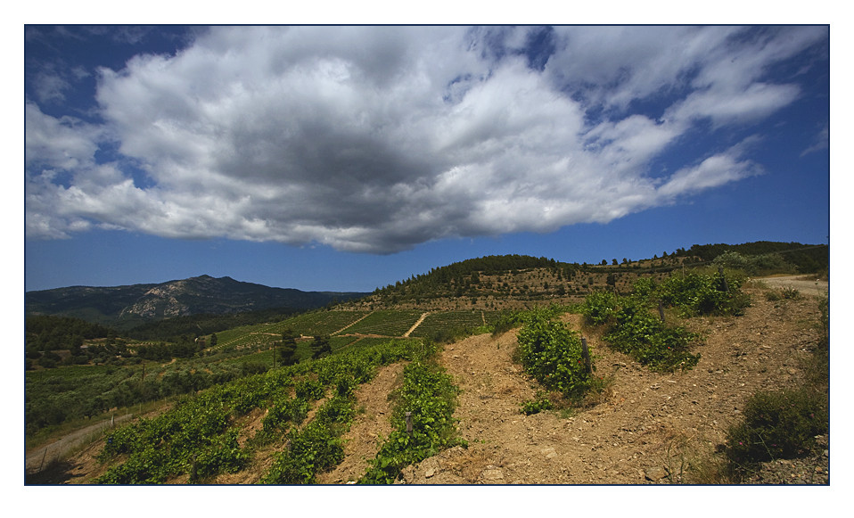 Die Weinberge von Porto Carras II...