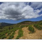 Die Weinberge von Porto Carras II...