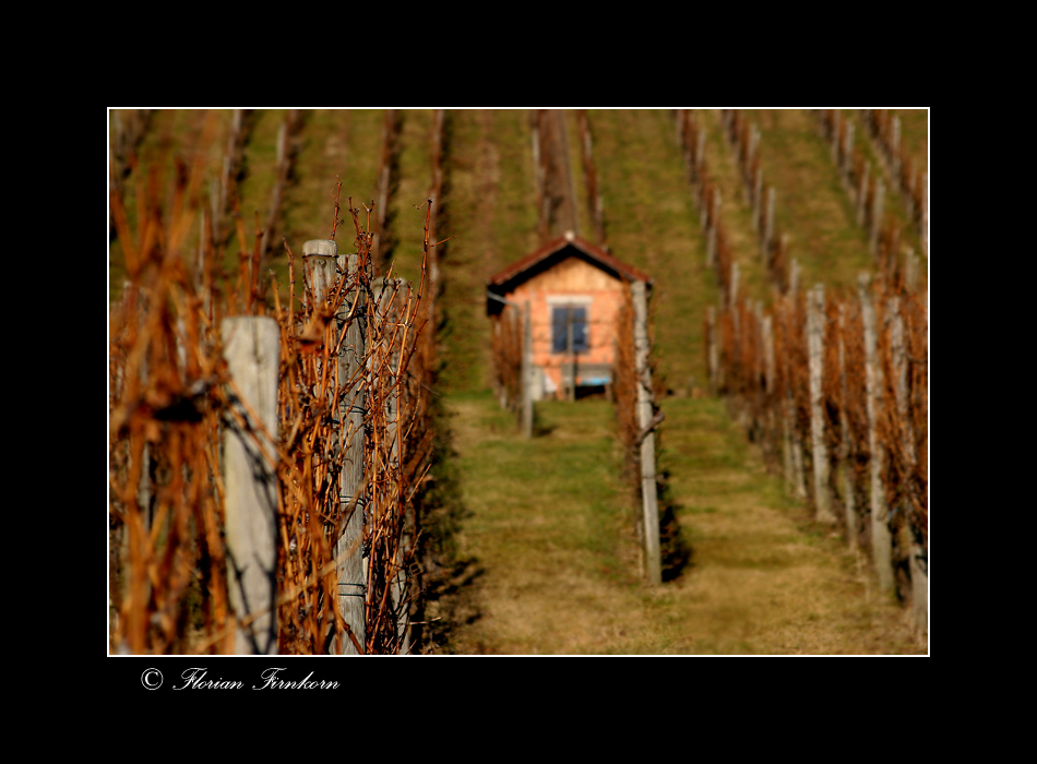 Die Weinberghütte