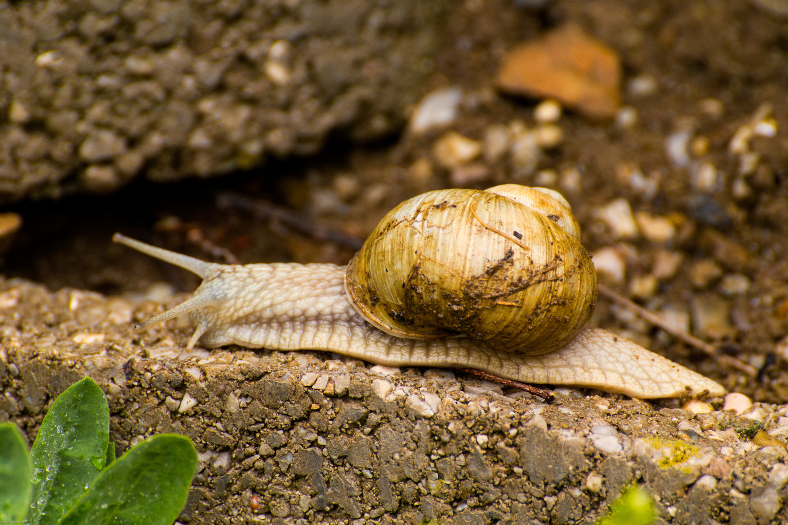 Die Weinbergschnecke 2