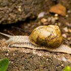 Die Weinbergschnecke 2