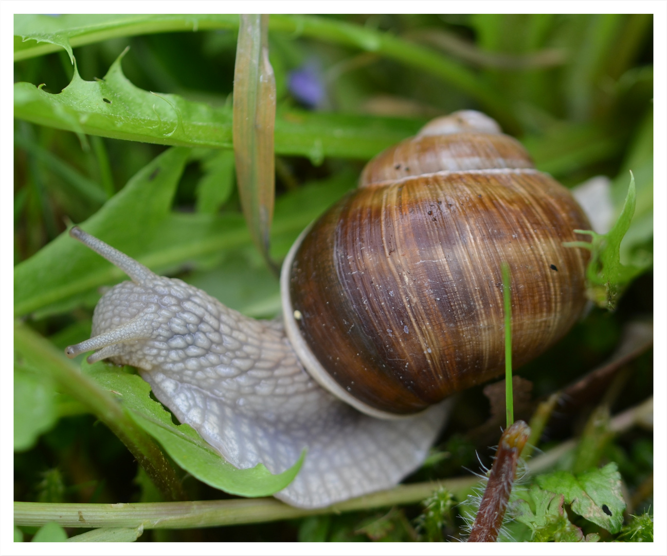 Die Weinbergschnecke