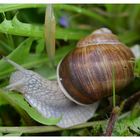 Die Weinbergschnecke