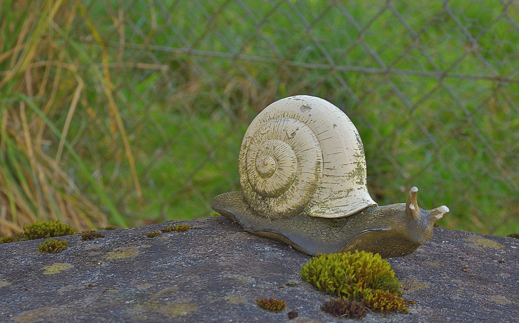 Die Weinbergschnecke