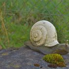 Die Weinbergschnecke