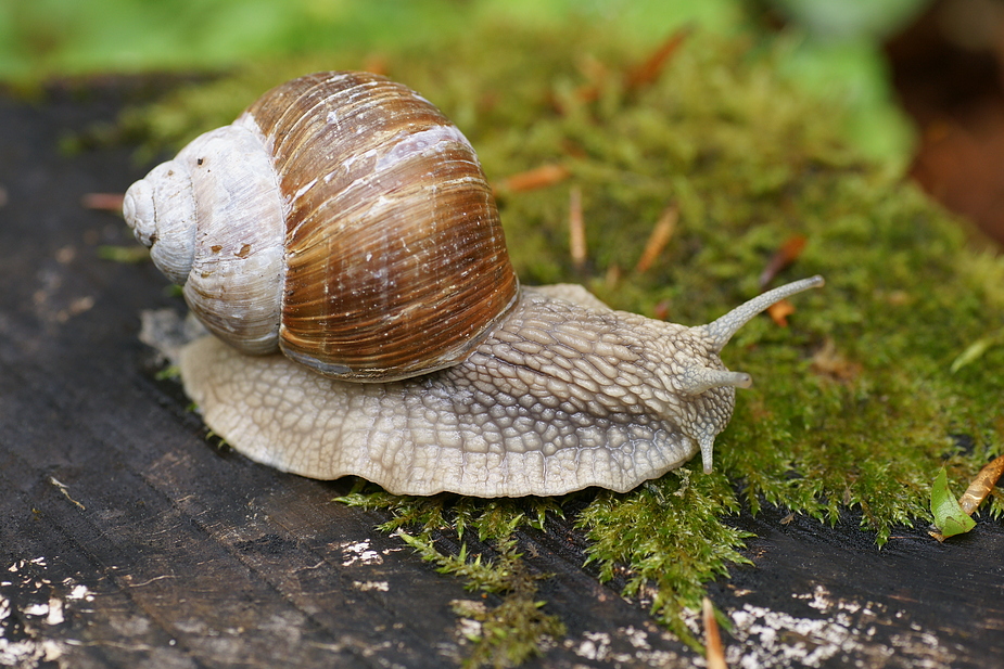 die Weinbergschnecke