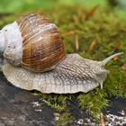 die Weinbergschnecke