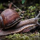 Die Weinbergschnecke