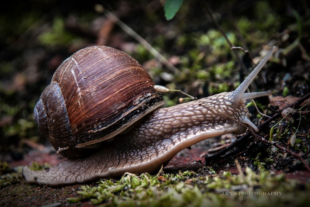 Die Weinbergschnecke