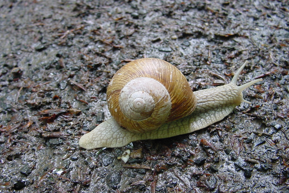 Die Weinbergschnecke auf dem Weg