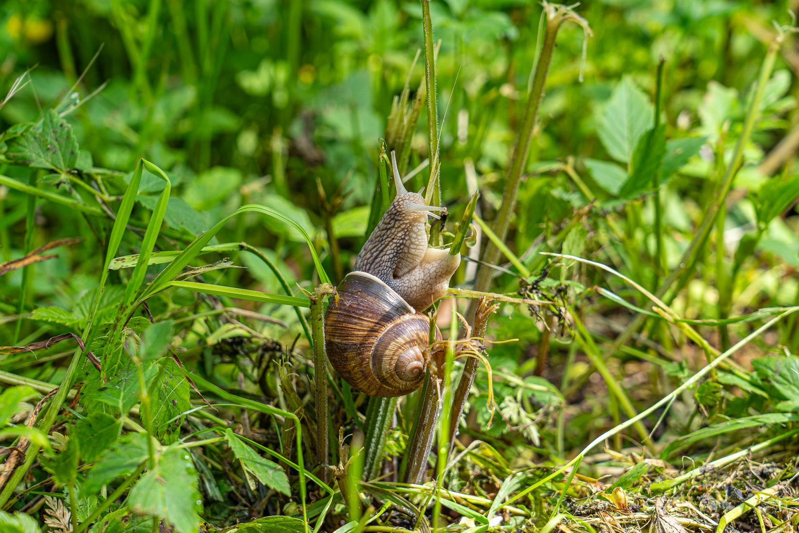 Die Weinbergschnecke