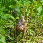 Die Weinbergschnecke