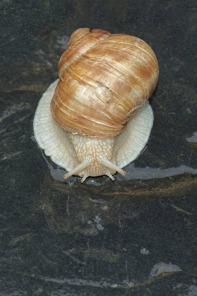 Die Weinbergschnecke (Helix pomatia)