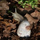 Die Weinbergschnecke - Helix pomatia