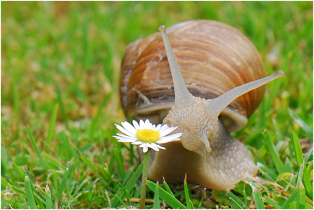 Die Weinbergschnecke (Helix pomatia) ...