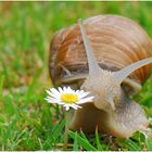 Die Weinbergschnecke (Helix pomatia) ...