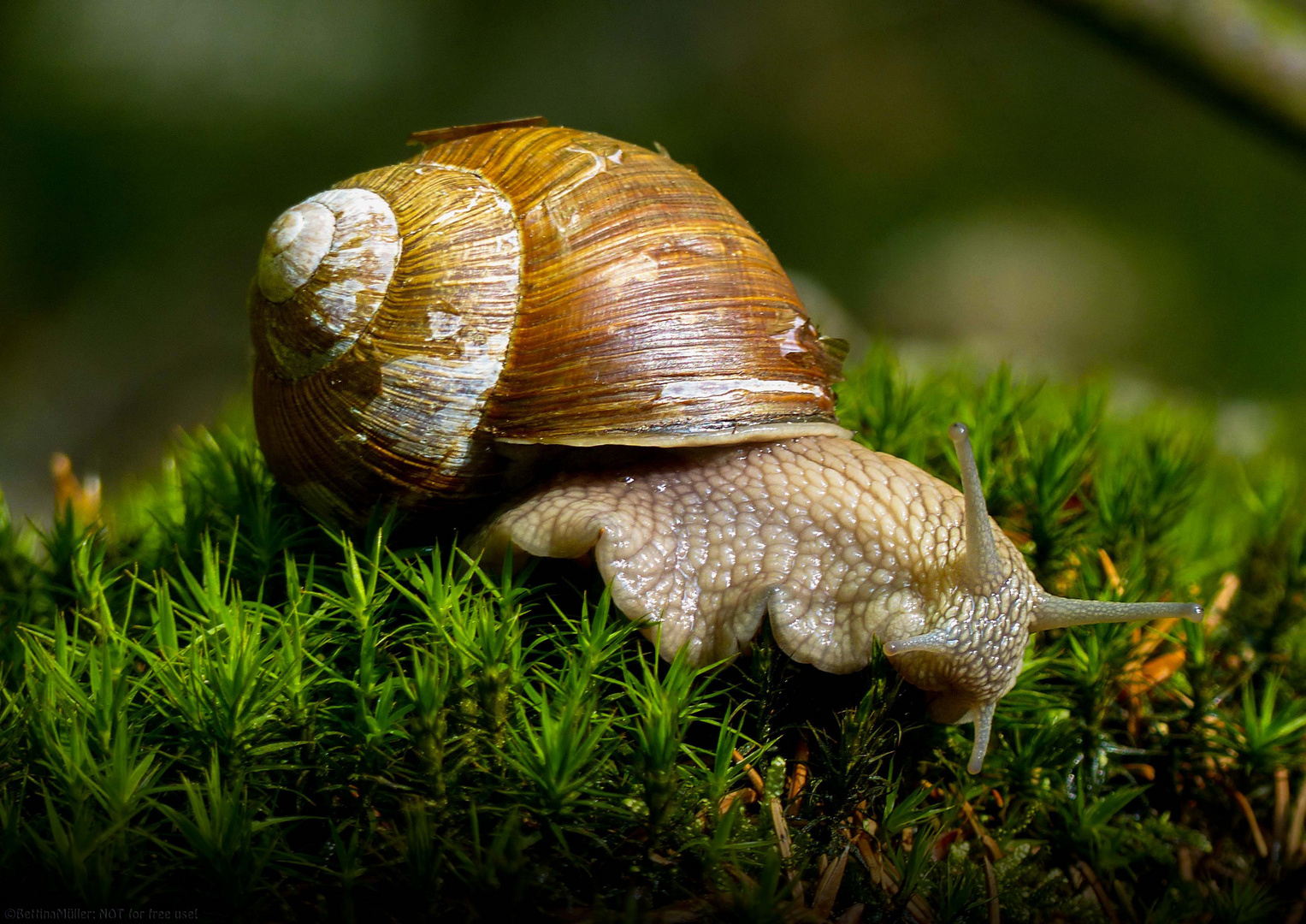 Die Weinbergschnecke (Helix pomatia)