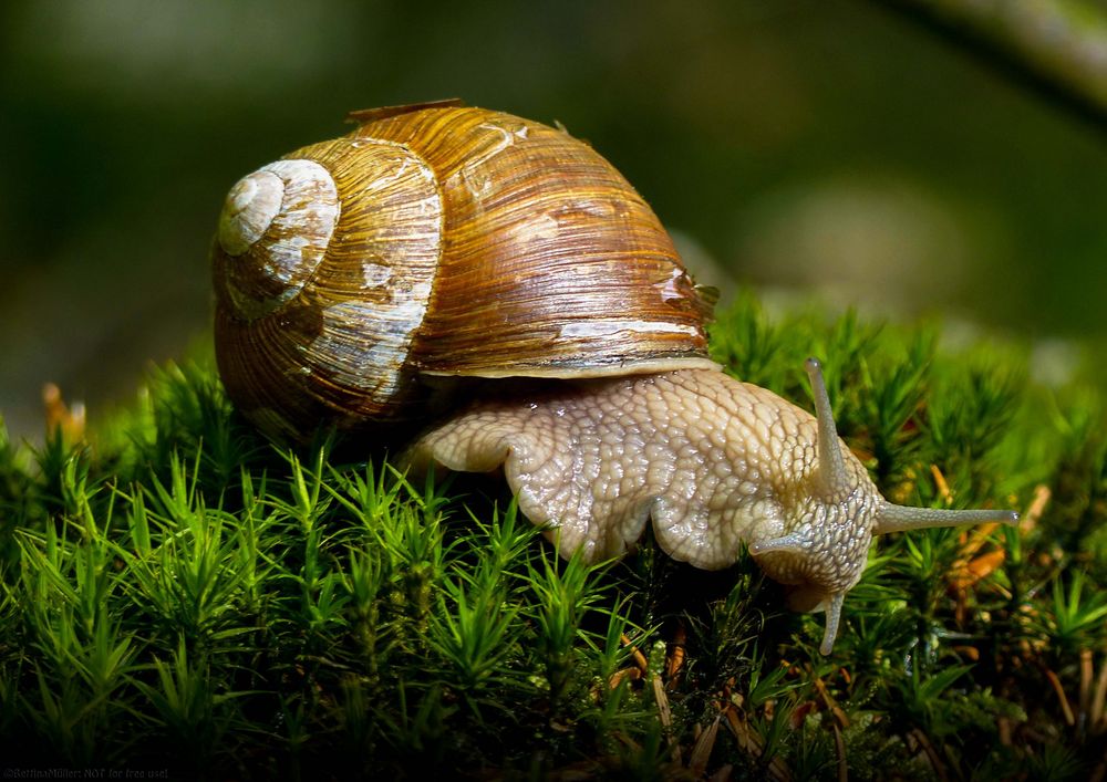 Die Weinbergschnecke (Helix pomatia) Foto & Bild | tiere, wildlife ...