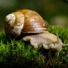 Die Weinbergschnecke (Helix pomatia)