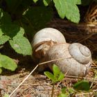 Die Weinbergschnecken.....