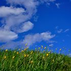 Die Weinbergtulpen blühen (29.3.24)