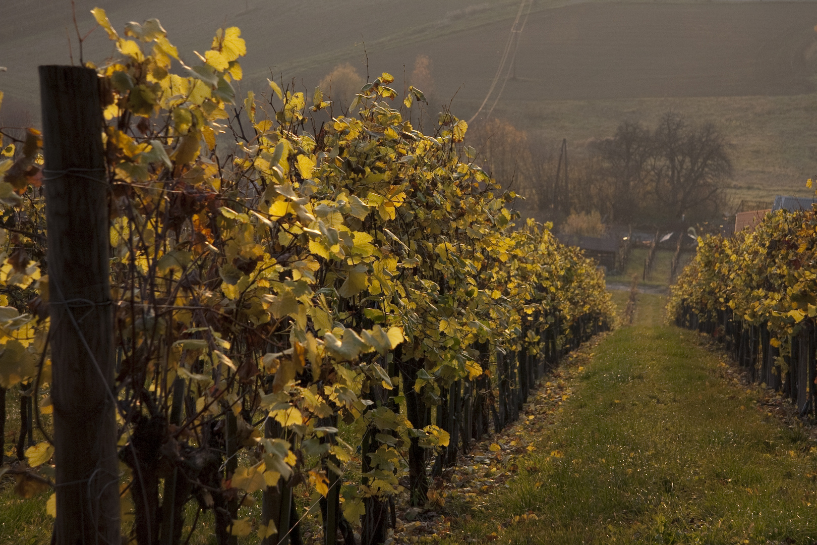 Die Weinernte ist abgeschlossen