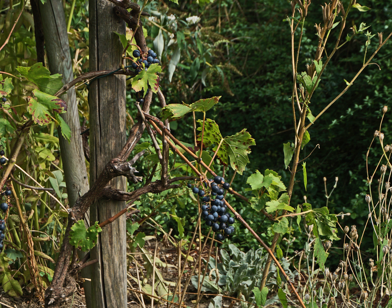 Die Weinlese am Tippen-Tappen-Tönchen kann beginnen