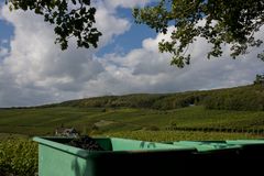 Die Weinlese im Tal der roten Trauben  .....