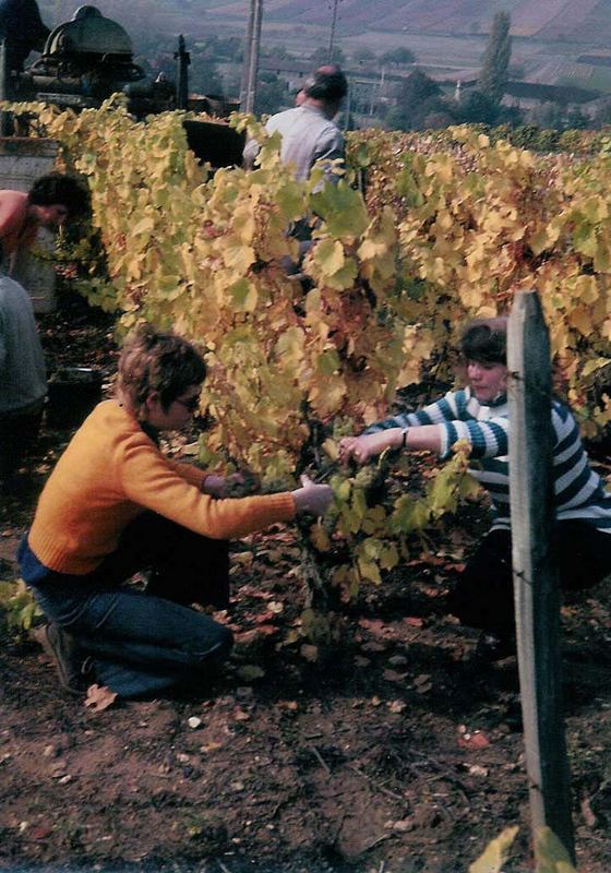 Die Weinlese in Burgund