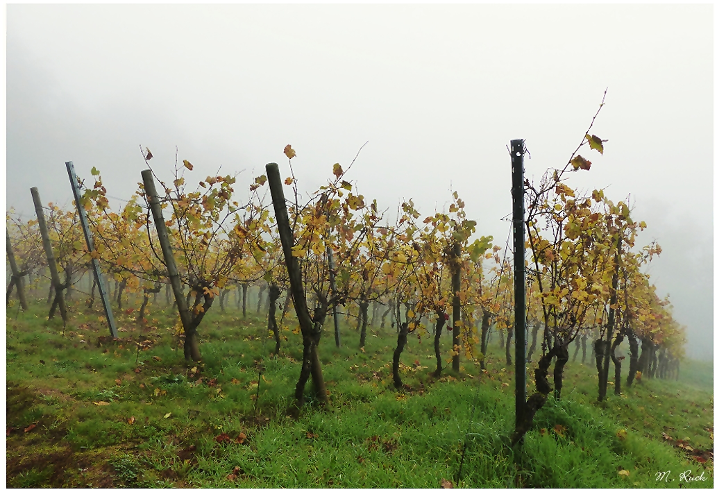 Die Weinlese ist gelaufen ,die Kälte und die Nässe kommt ,