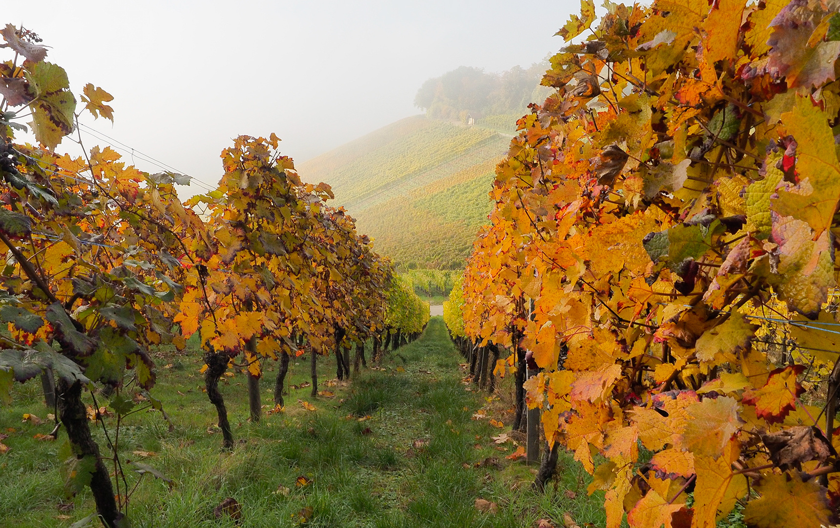 Die Weinlese ist vorbei