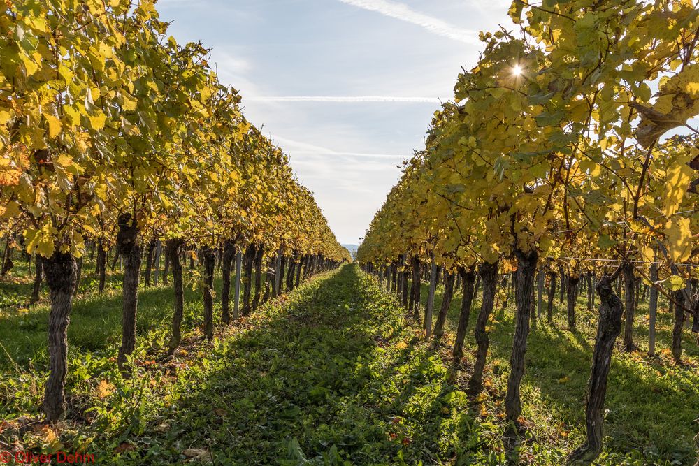 Die Weinlese ist vorbei