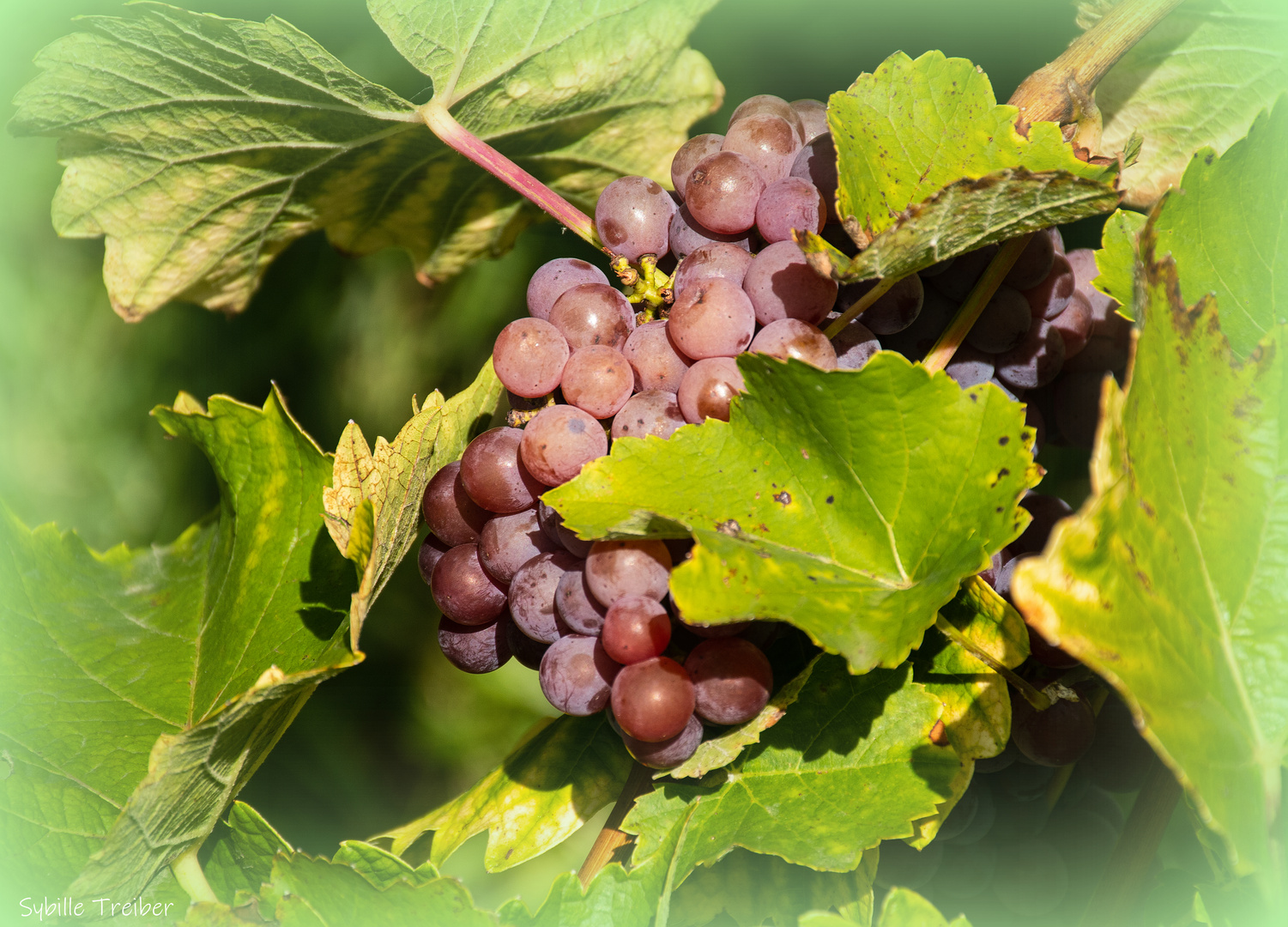 Die Weinlese kann beginnen