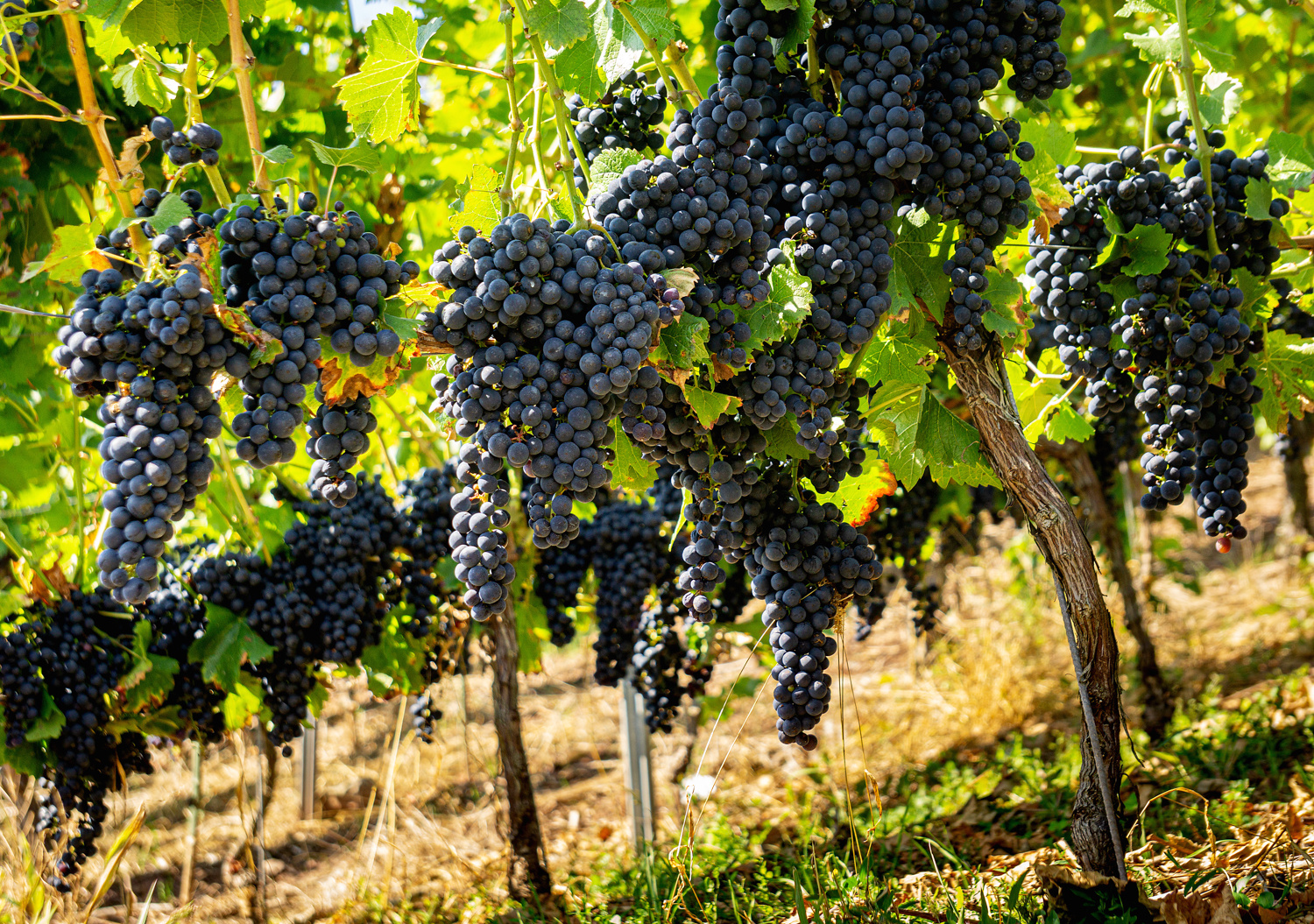 Die Weinlese steht vor der tür