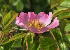 Die Weinrose (Rosa rubiginosa)