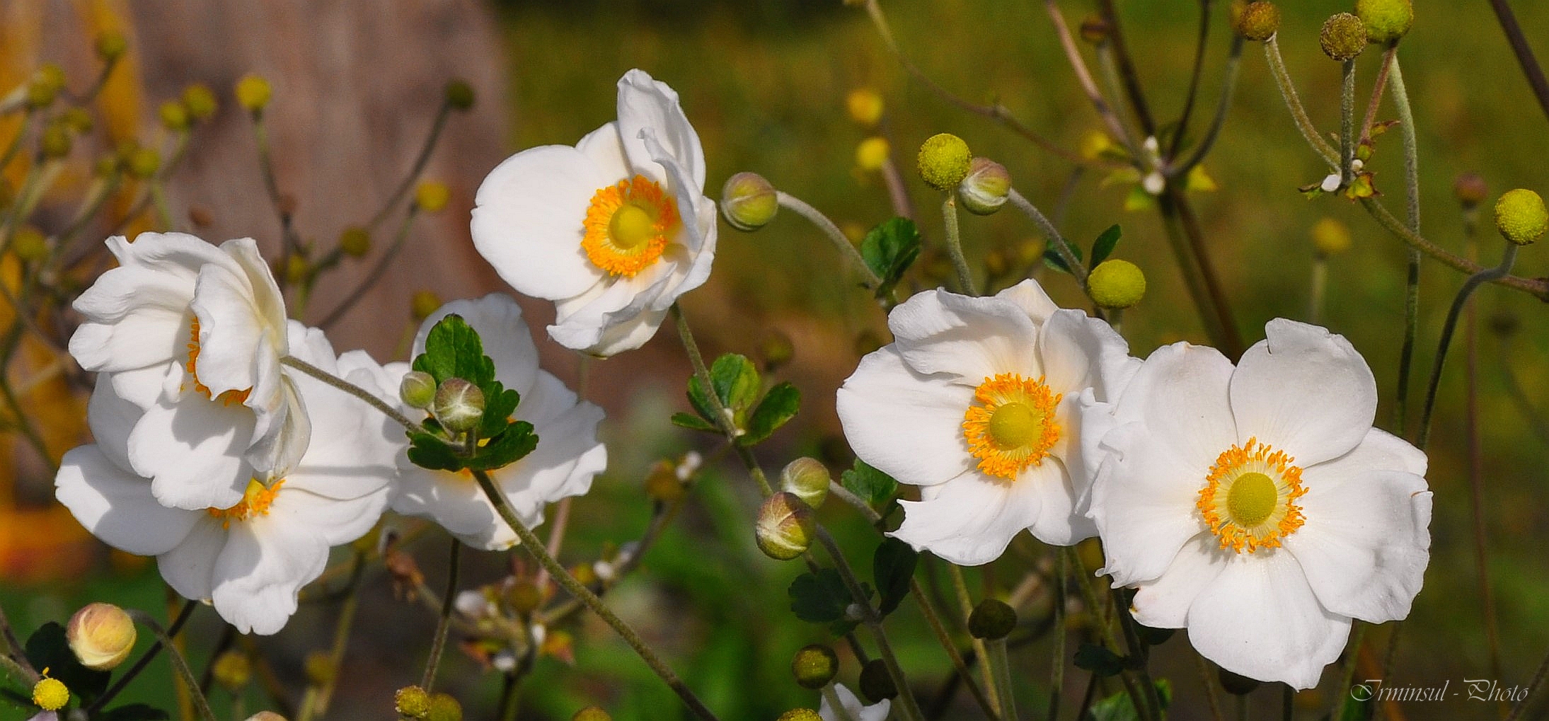 ...Die weisblühenden Anemonen sind fast sparsam dagegen :-))