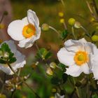 ...Die weisblühenden Anemonen sind fast sparsam dagegen :-))