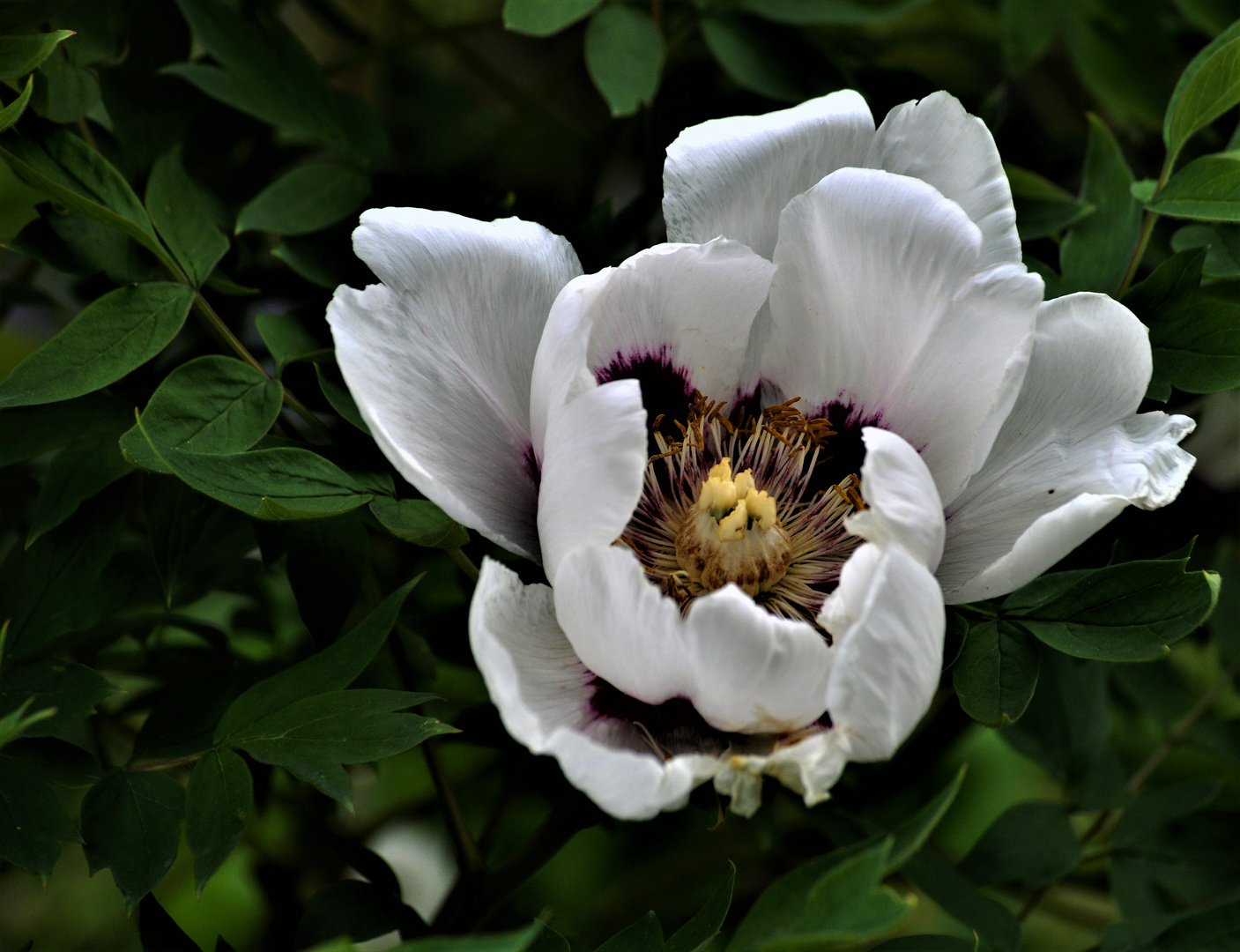 Die weise ungefüllte Peonie ist mein Liebling im Unserem Garten