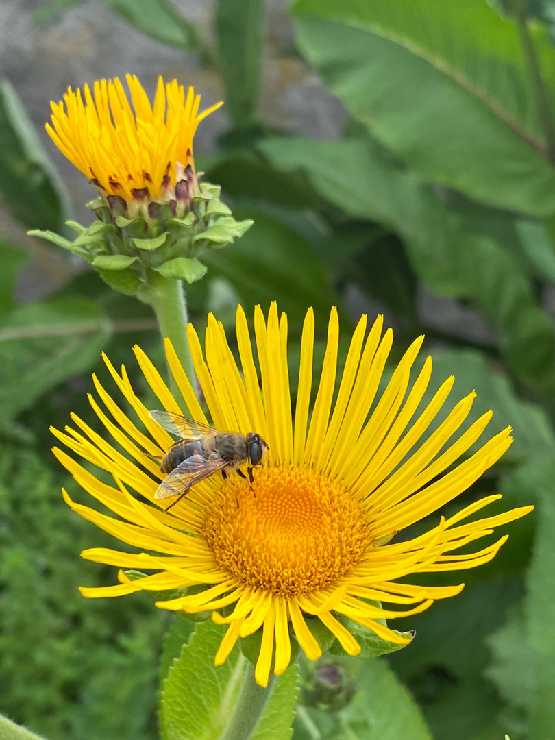 Die Weisheit der Bienen