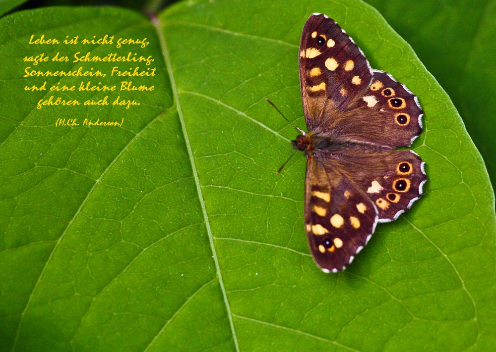 Die Weisheit des Schmetterlings