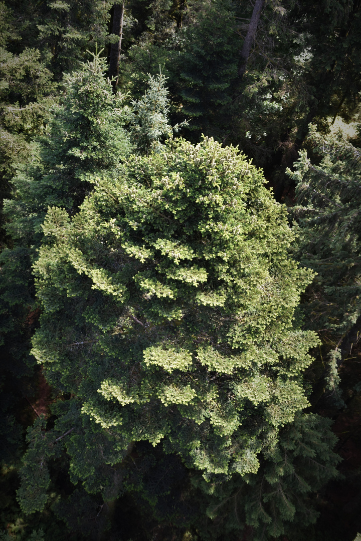 Die Weiß-Tanne (Abies alba)