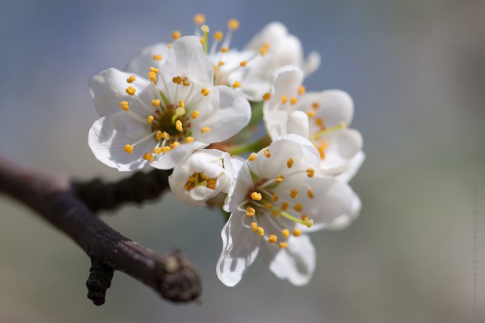 Die Weißdornblüte ....