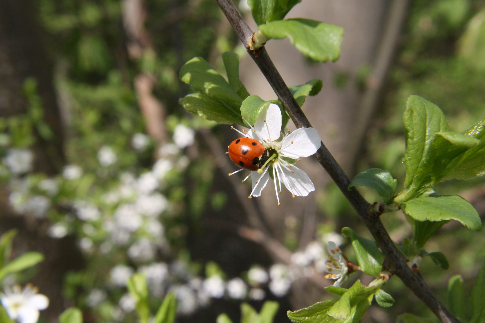 Die Weißdornblüte bekommt Besuch......