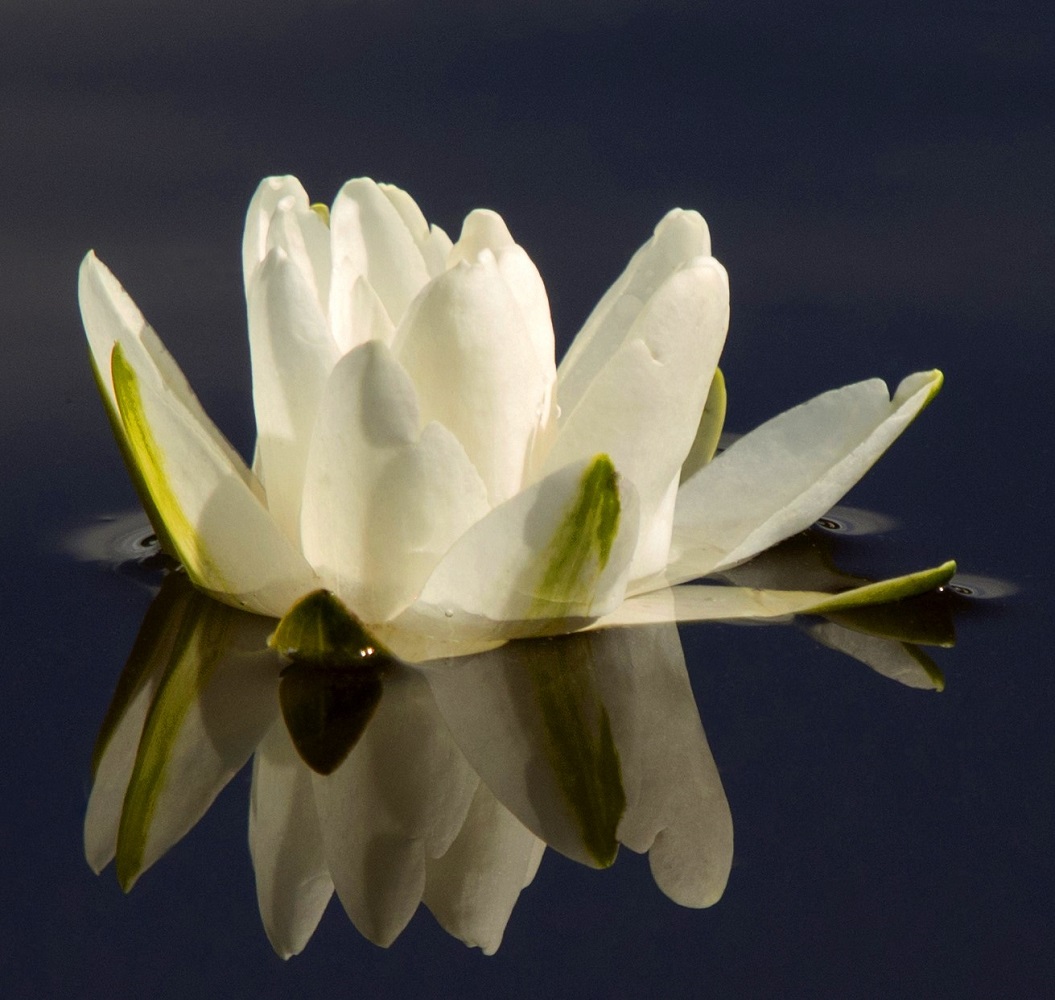 Die Weisse Foto &amp; Bild | makro, natur, weiss Bilder auf fotocommunity